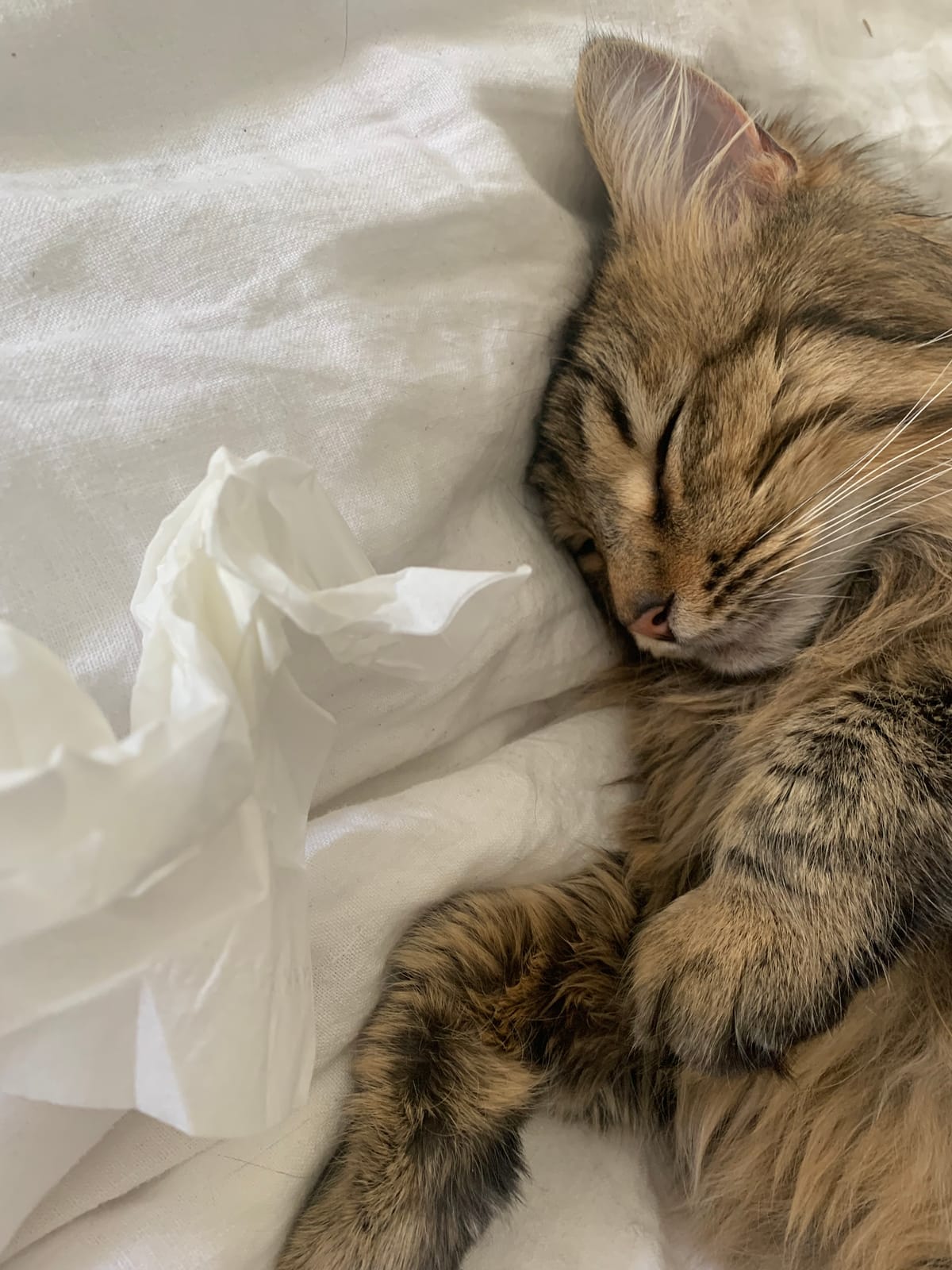 Questions for a Cat